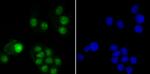 USP36 Antibody in Immunocytochemistry (ICC/IF)