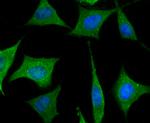 PR3 Antibody in Immunocytochemistry (ICC/IF)