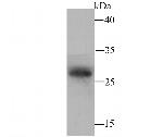 PR3 Antibody in Western Blot (WB)