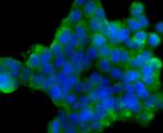 DLL4 (delta-like 4) Antibody in Immunocytochemistry (ICC/IF)