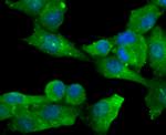 DLL4 (delta-like 4) Antibody in Immunocytochemistry (ICC/IF)