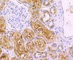 DLL4 (delta-like 4) Antibody in Immunohistochemistry (Paraffin) (IHC (P))