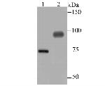 DLL4 (delta-like 4) Antibody in Western Blot (WB)