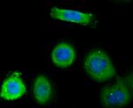 TNFAIP3 Antibody in Immunocytochemistry (ICC/IF)