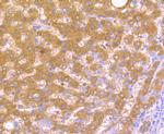 TNFAIP3 Antibody in Immunohistochemistry (Paraffin) (IHC (P))