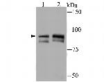 TNFAIP3 Antibody in Western Blot (WB)