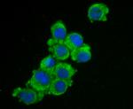 ZIP12 Antibody in Immunocytochemistry (ICC/IF)