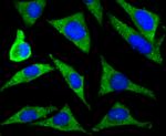 ZIP12 Antibody in Immunocytochemistry (ICC/IF)