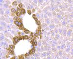 ZIP12 Antibody in Immunohistochemistry (Paraffin) (IHC (P))