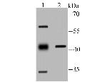 PPM1A Antibody in Western Blot (WB)