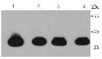 Cardiac Troponin T Antibody in Western Blot (WB)