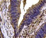 VCP Antibody in Immunohistochemistry (Paraffin) (IHC (P))