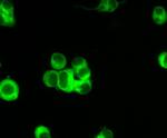 IKK alpha Antibody in Immunocytochemistry (ICC/IF)