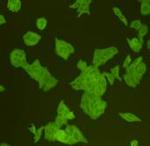 Pan Ras Antibody in Immunocytochemistry (ICC/IF)