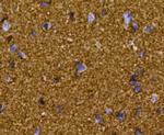 GAP43 Antibody in Immunohistochemistry (Paraffin) (IHC (P))