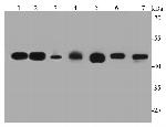 GAP43 Antibody in Western Blot (WB)