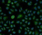 PDI Antibody in Immunocytochemistry (ICC/IF)