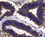 PDI Antibody in Immunohistochemistry (Paraffin) (IHC (P))