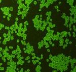 c-Met Antibody in Immunocytochemistry (ICC/IF)