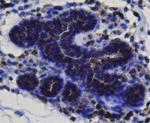 BMP-2 Antibody in Immunohistochemistry (Paraffin) (IHC (P))