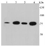 BMP-2 Antibody in Western Blot (WB)