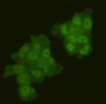 GMNN Antibody in Immunocytochemistry (ICC/IF)