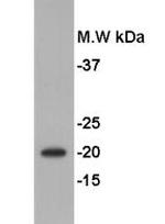 GMNN Antibody in Western Blot (WB)