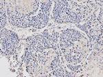 Stella Antibody in Immunohistochemistry (Paraffin) (IHC (P))