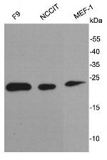 Stella Antibody in Western Blot (WB)