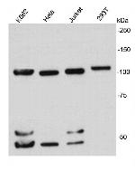 Nucleolin Antibody in Western Blot (WB)