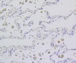 TESPA1 Antibody in Immunohistochemistry (Paraffin) (IHC (P))