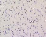 TESPA1 Antibody in Immunohistochemistry (Paraffin) (IHC (P))