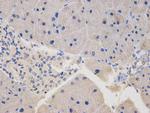 TESPA1 Antibody in Immunohistochemistry (Paraffin) (IHC (P))