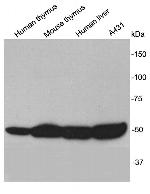 TESPA1 Antibody in Western Blot (WB)