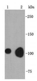 BNC1 Antibody in Western Blot (WB)