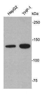 APAF1 Antibody in Western Blot (WB)