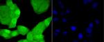 TCF7L2 Antibody in Immunocytochemistry (ICC/IF)