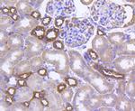 GLUT4 Antibody in Immunohistochemistry (Paraffin) (IHC (P))