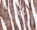 GLUT4 Antibody in Immunohistochemistry (Paraffin) (IHC (P))