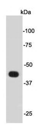 Psg16 Antibody in Western Blot (WB)