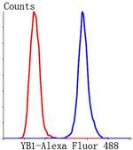 YBX1 Antibody in Flow Cytometry (Flow)