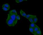 PRDX2 Antibody in Immunocytochemistry (ICC/IF)