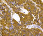 PRDX2 Antibody in Immunohistochemistry (Paraffin) (IHC (P))