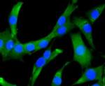 GSK3B Antibody in Immunocytochemistry (ICC/IF)