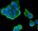 GSK3B Antibody in Immunocytochemistry (ICC/IF)