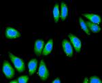 Cytochrome C Antibody in Immunocytochemistry (ICC/IF)