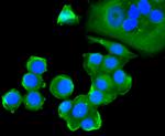 Cytochrome C Antibody in Immunocytochemistry (ICC/IF)