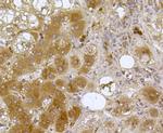 Cytochrome C Antibody in Immunohistochemistry (Paraffin) (IHC (P))