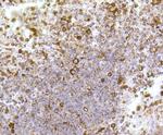 Cytochrome C Antibody in Immunohistochemistry (Paraffin) (IHC (P))