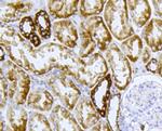 Cytochrome C Antibody in Immunohistochemistry (Paraffin) (IHC (P))